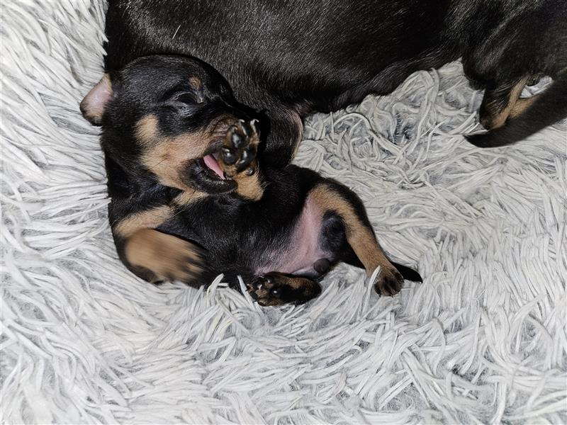 Zwergpinscher Welpen - Hündin - Welpe