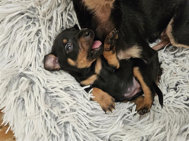 Zwergpinscher Welpen - Hündin - Welpe