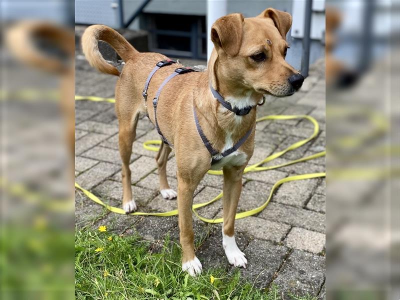 Bezaubernde Kuschelmaus Baska sucht ihre eigenen Menschen