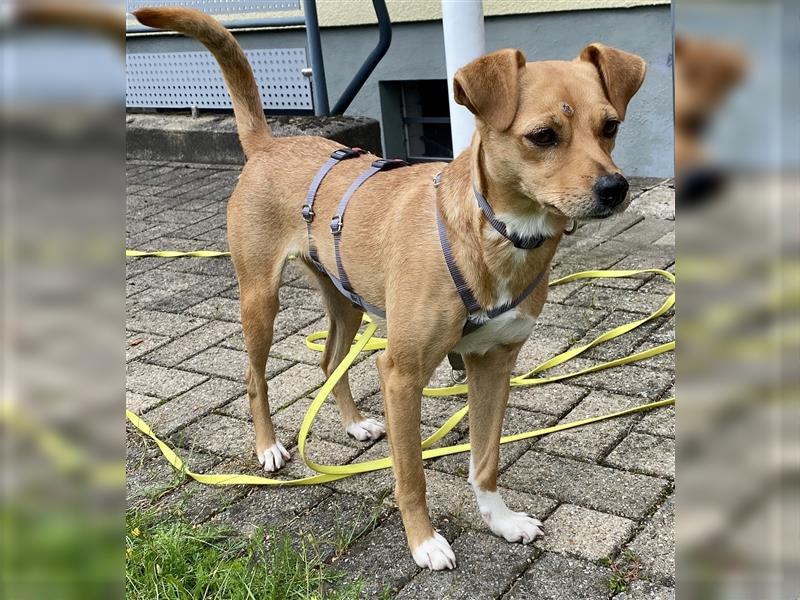 Bezaubernde Kuschelmaus Baska sucht ihre eigenen Menschen