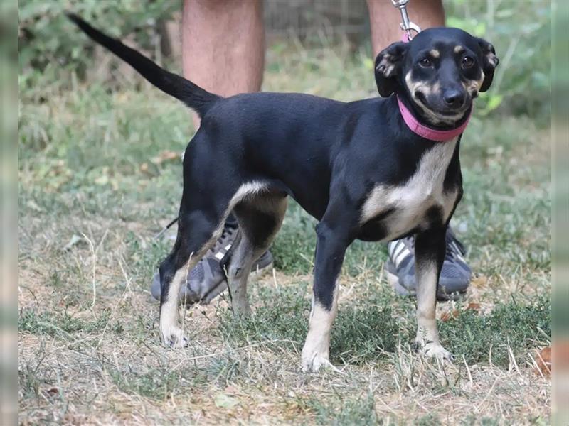 Liebe kleine Pinscher-Mixhündin „Hera“, ca. 09.2022 geb., sucht Körbchen