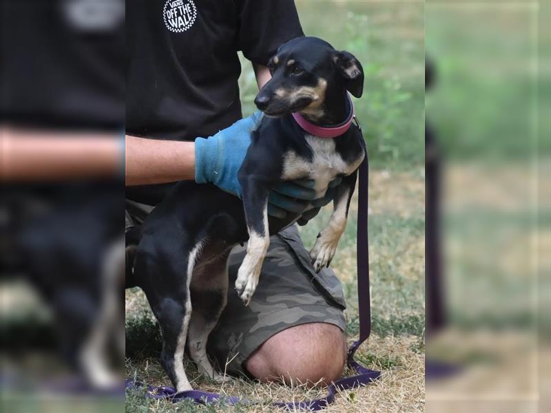 Liebe kleine Pinscher-Mixhündin „Hera“, ca. 09.2022 geb., sucht Körbchen