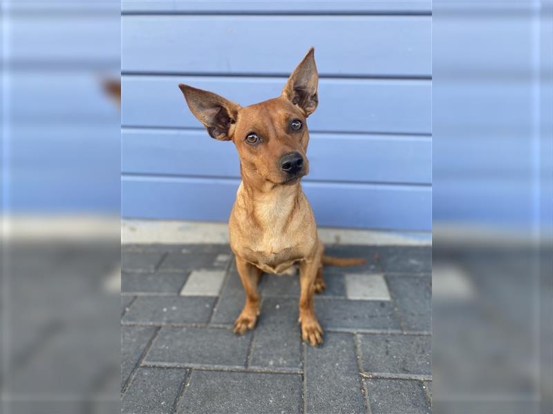 Zwergpinscher-Mischling Bruno