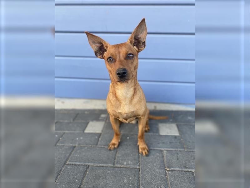 Zwergpinscher-Mischling Bruno