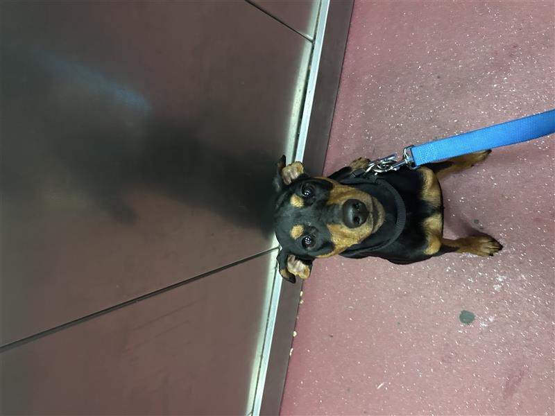 Zwerkpinscher