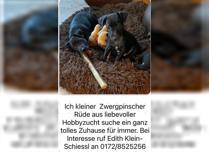 Zuckersüßen Zwergpinscher Welpen abzugeben.