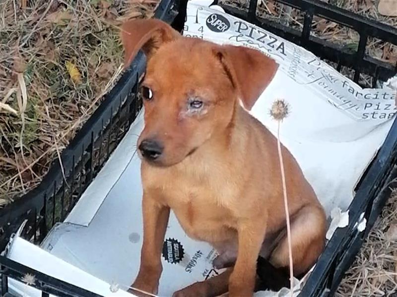 Pedro - verspielter Welpe auf der Suche nach seinem Zuhause