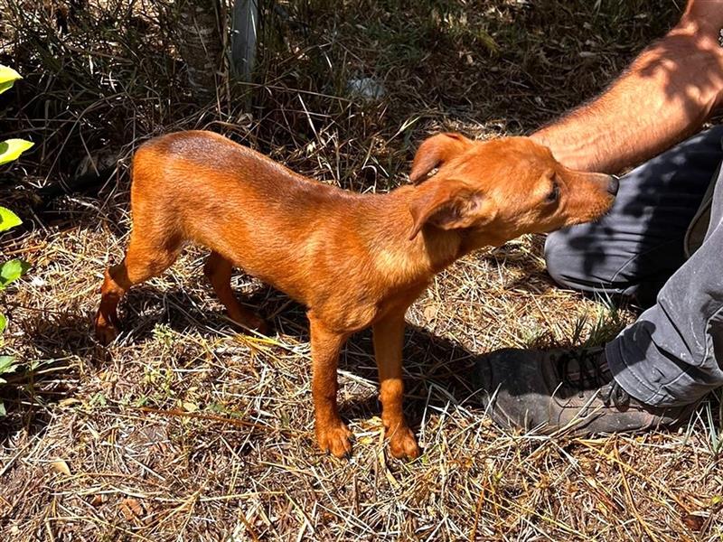 Pedro - verspielter Welpe auf der Suche nach seinem Zuhause