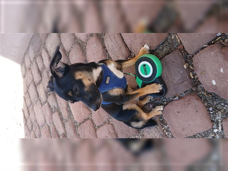 Zwerg Pinscher sucht zuhause