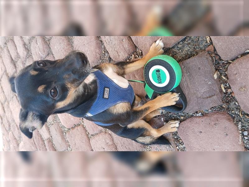 Zwerg Pinscher sucht zuhause