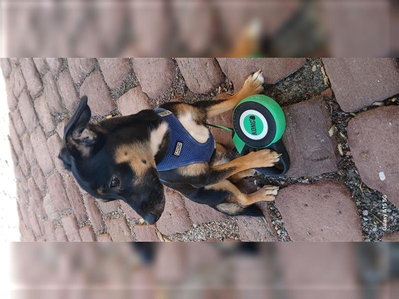 Zwerg Pinscher sucht zuhause