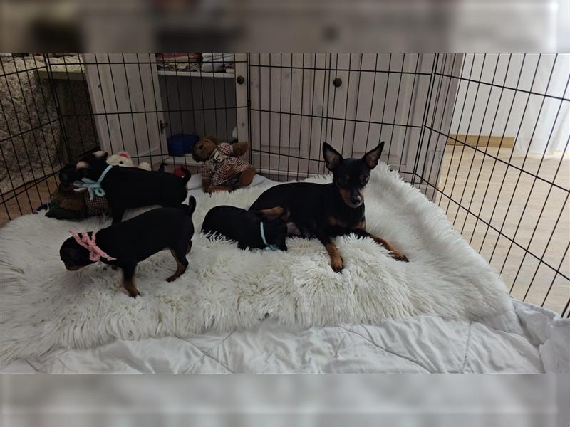 Zwergpinscher Welpe Rüde