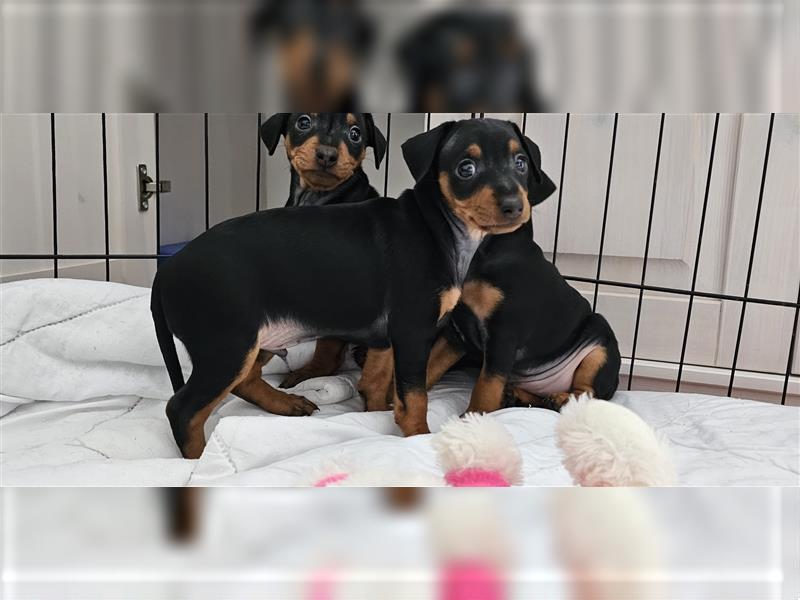 Zwergpinscher Welpe Rüde