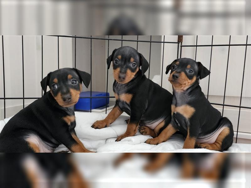 Zwergpinscher Welpe Rüde