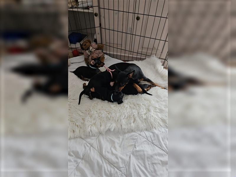 Zwergpinscher Welpe Rüde