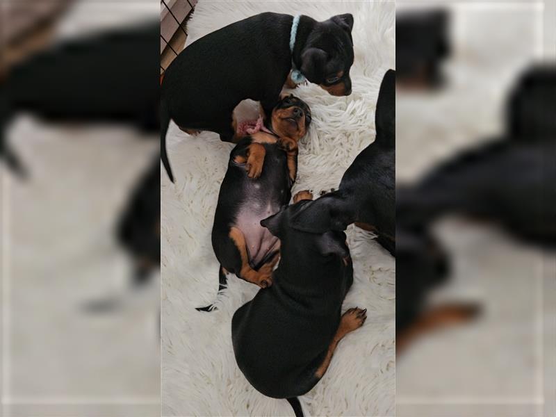 Zwergpinscher Welpe Rüde