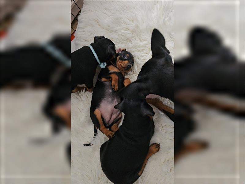 Zwergpinscher Welpe Rüde