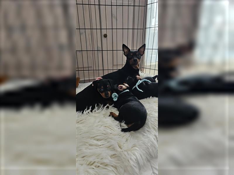 Zwergpinscher Welpe Rüde