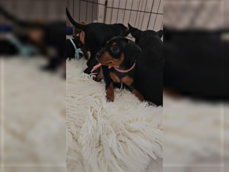 Zwergpinscher Welpe Rüde