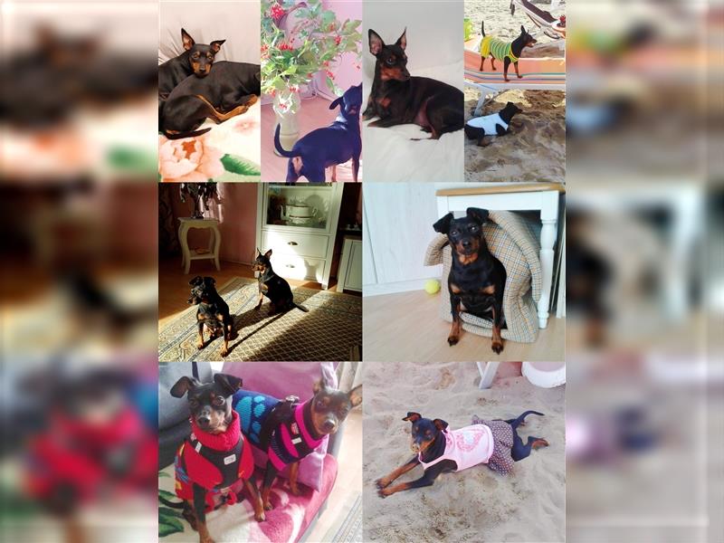 Zwergpinscher Welpe Rüde