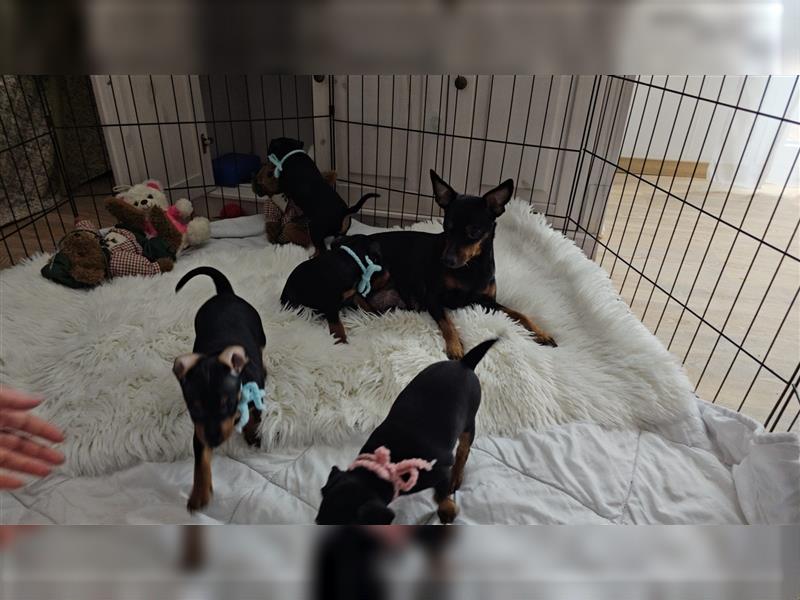 Zwergpinscher Welpe Rüde