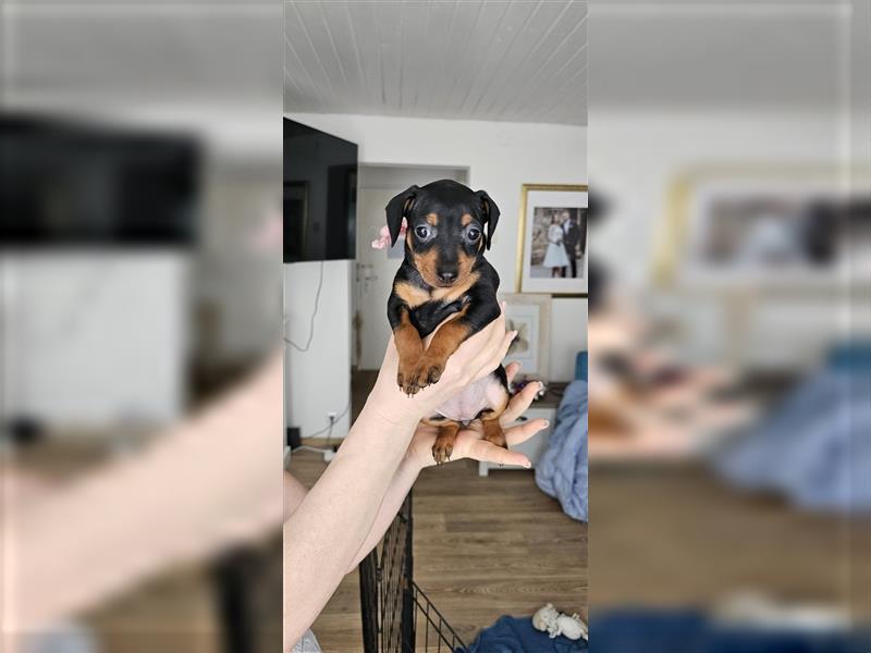 Zwergpinscher Welpe Rüde