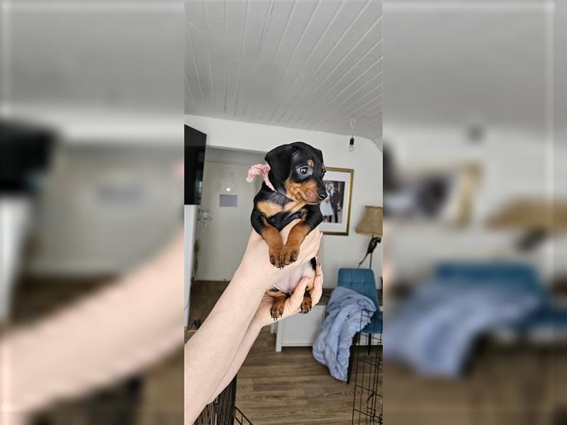 Zwergpinscher Welpe Rüde