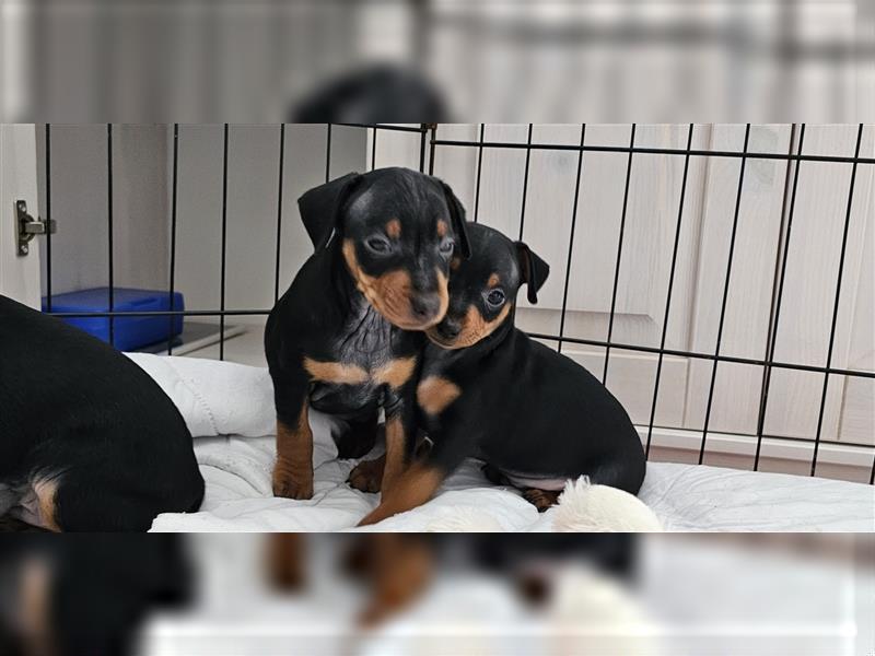 Zwergpinscher Welpe Rüde