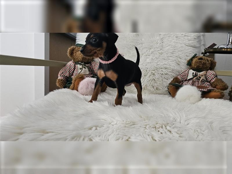 Zwergpinscher Welpe Rüde