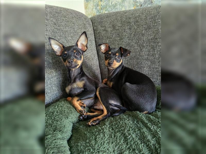 Zwergpinscher zu verkaufen