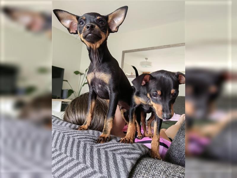 Zwergpinscher zu verkaufen