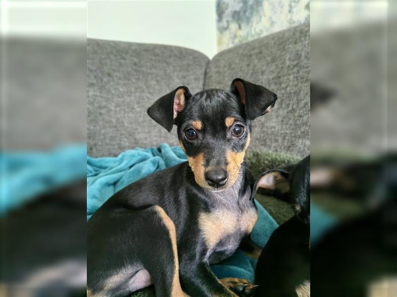 Zwergpinscher zu verkaufen