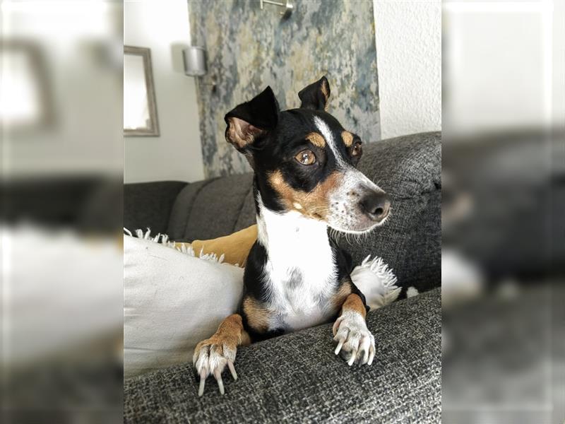 Zwergpinscher zu verkaufen