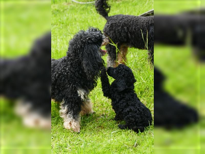 Zwei  Zwergpudeljungs suchen ...