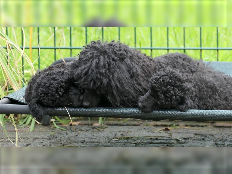 Zwei  Zwergpudeljungs suchen ...