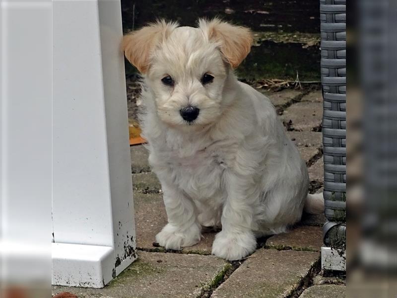 American Zwergschnauzer weizenfarbig