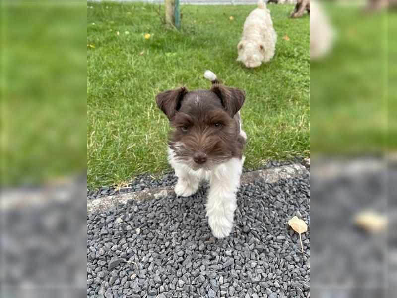 American Schnauzer Welpe liver parti (Zwergschnauzer)