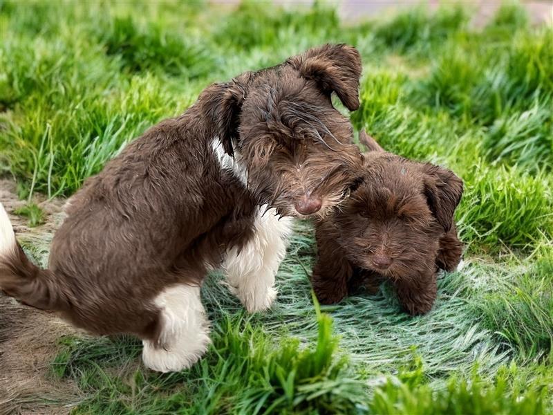 American Schnauzer Welpe liver parti (Zwergschnauzer)