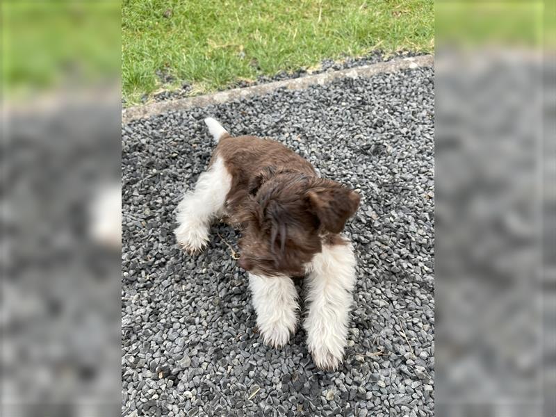 American Schnauzer Welpe liver parti (Zwergschnauzer)