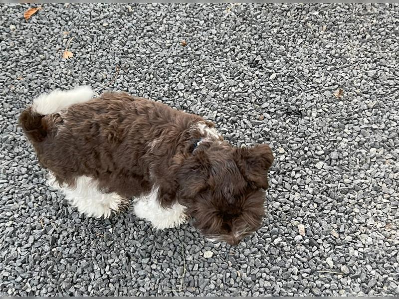 American Schnauzer Welpe liver parti (Zwergschnauzer)