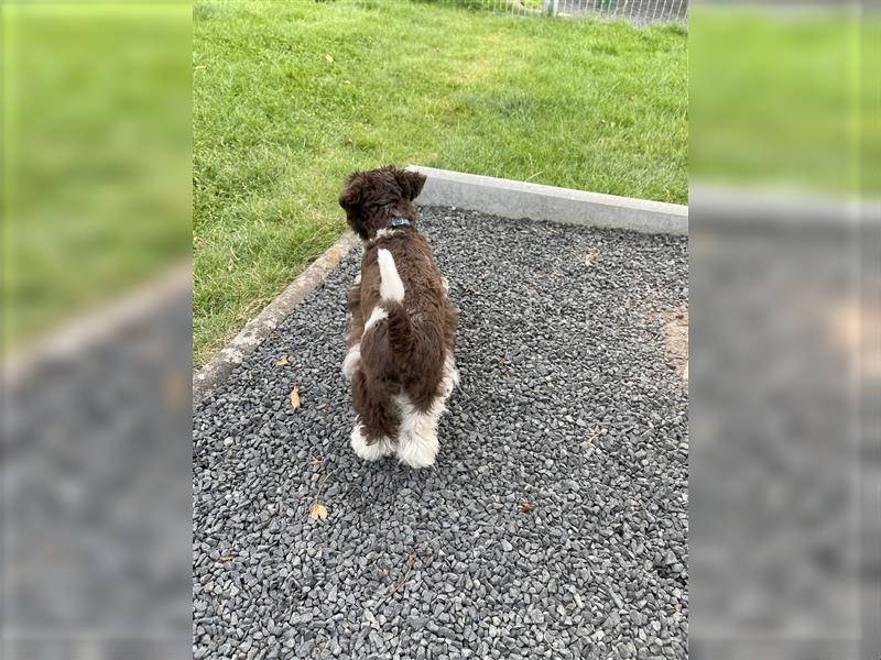 American Schnauzer Welpe liver parti (Zwergschnauzer)