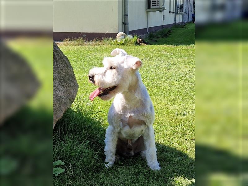 Weiße Zwergschnauzer Welpen - Abgabe ab 08.10.2024