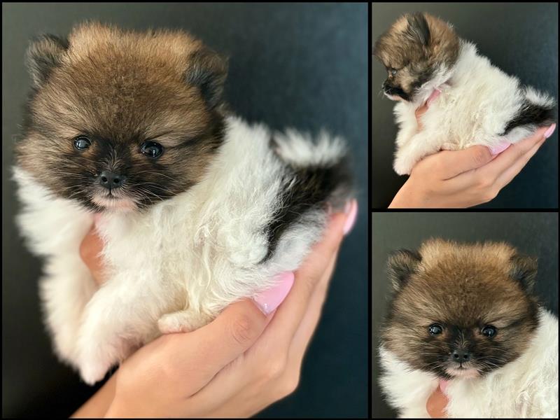 Pomeranian (Zwergspitz) 100% Teddy