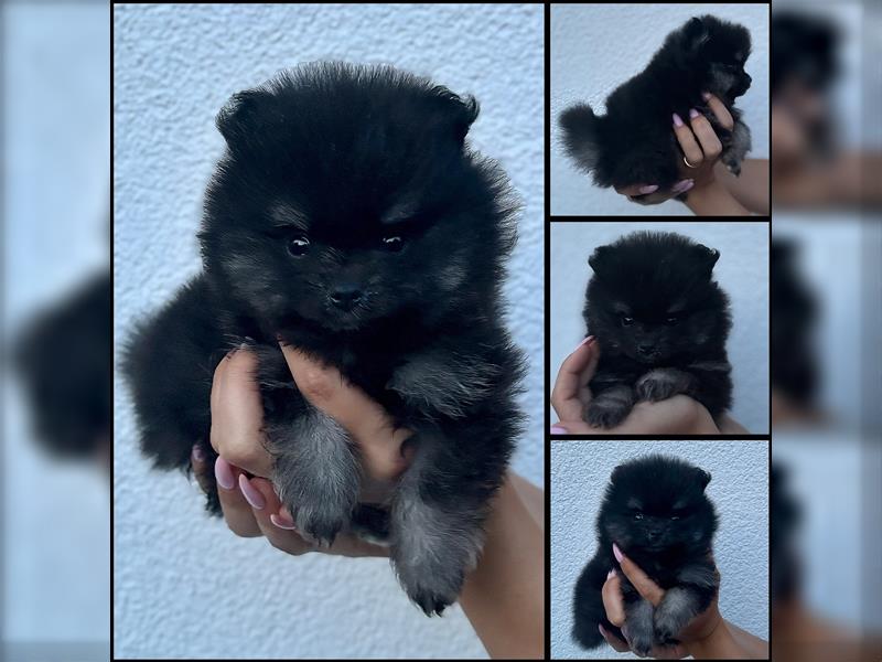 Pomeranian (Zwergspitz) 100% Teddy