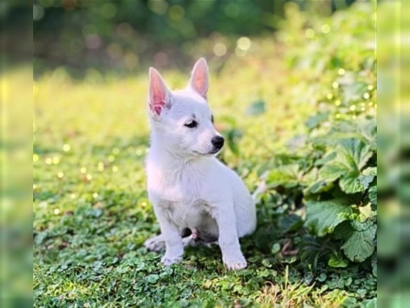 Zwergspitz-Pomeranian Mischlinge