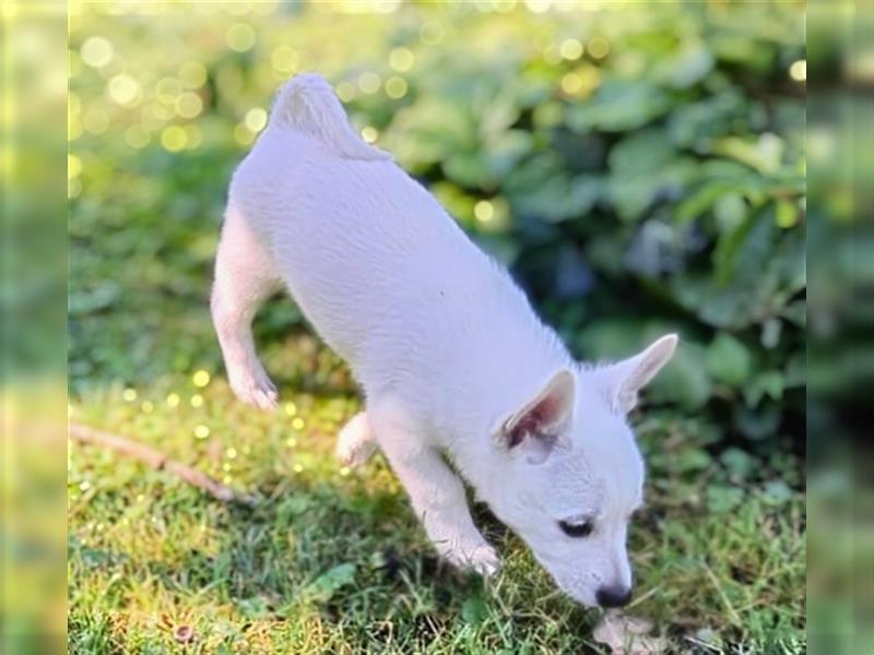 Zwergspitz-Pomeranian Mischlinge