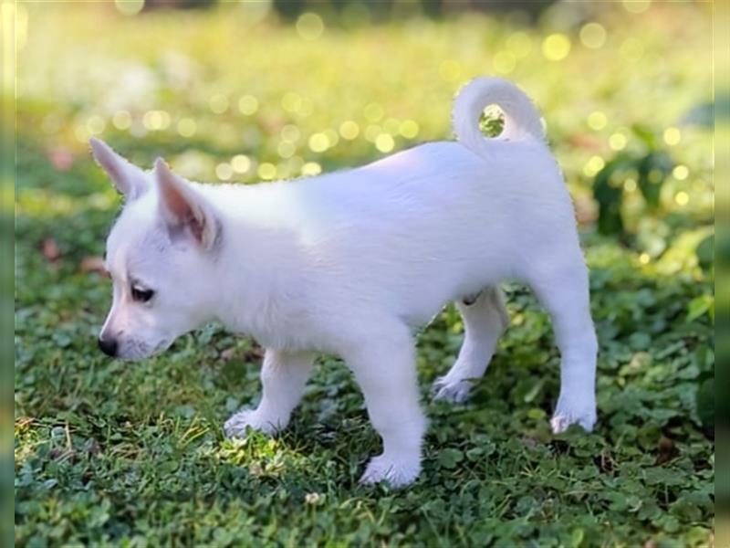 Zwergspitz-Pomeranian Mischlinge