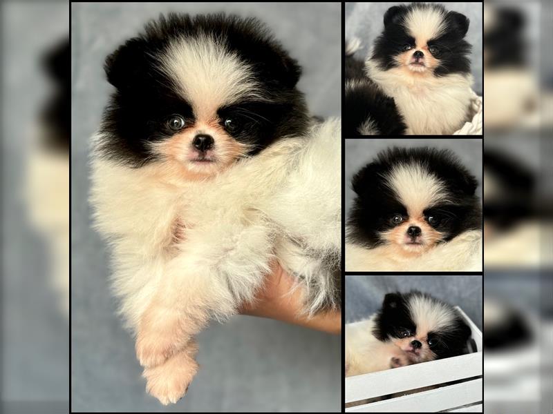 Pomeranian (Zwergspitz) 100% Teddy