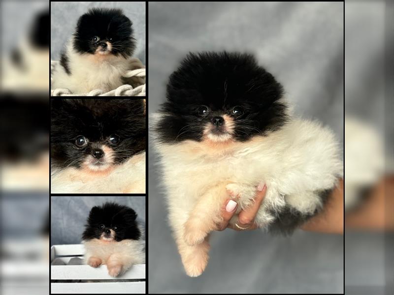 Pomeranian (Zwergspitz) 100% Teddy