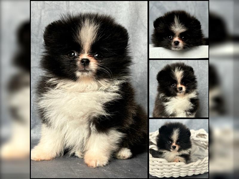 Pomeranian (Zwergspitz) 100% Teddy